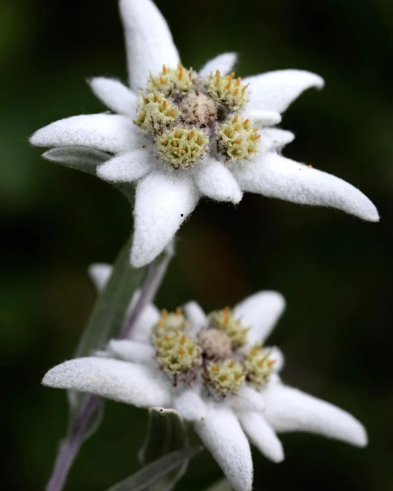 Edelweiss: The Flower, The Song, and What the Hell Else Is It?